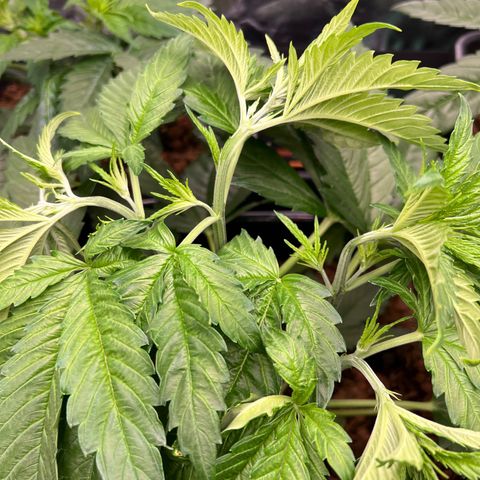 Tropimango  growlog timeline photo