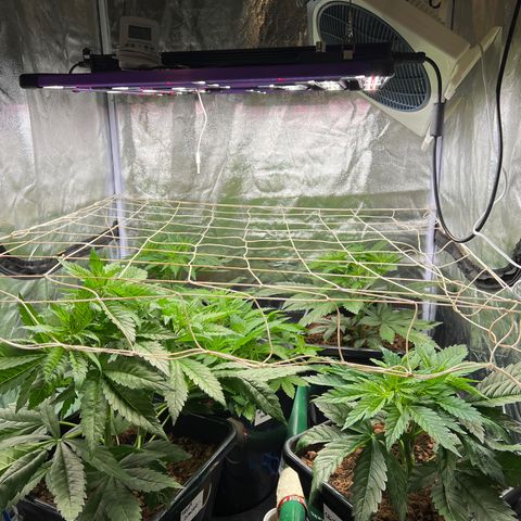 White domina  growlog timeline photo
