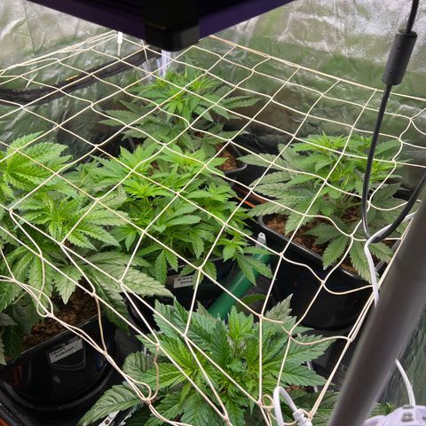 White domina  growlog timeline photo