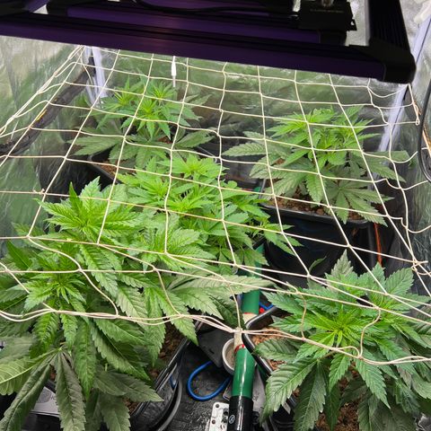 White domina  growlog timeline photo