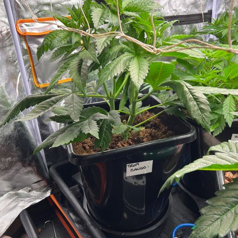 Tropimango  growlog timeline photo