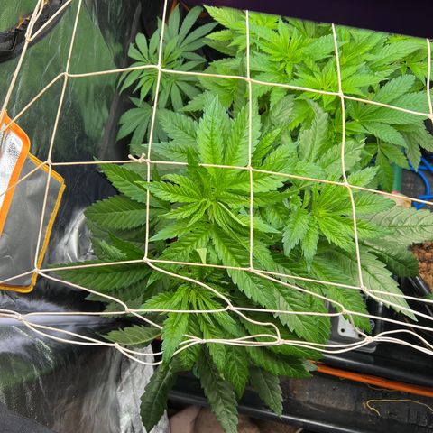 Tropimango  growlog timeline photo