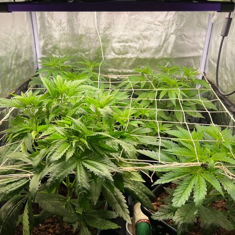 White domina  growlog timeline photo