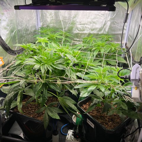White domina  growlog timeline photo