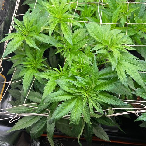 Tropimango  growlog timeline photo