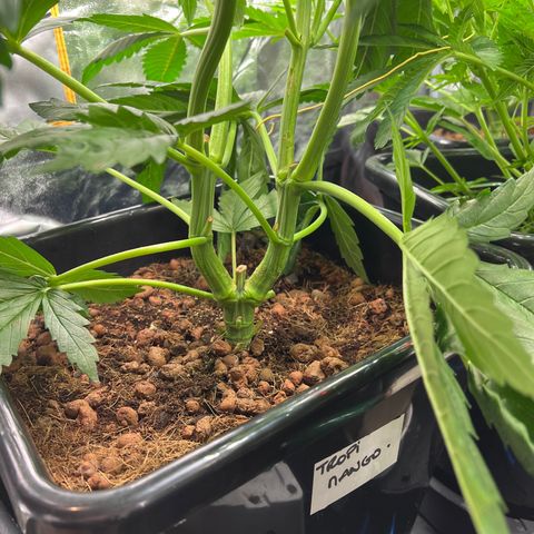 Tropimango  growlog timeline photo