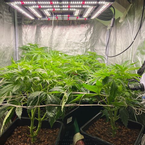 White domina  growlog timeline photo