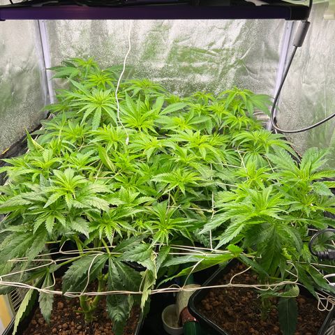 White domina  growlog timeline photo