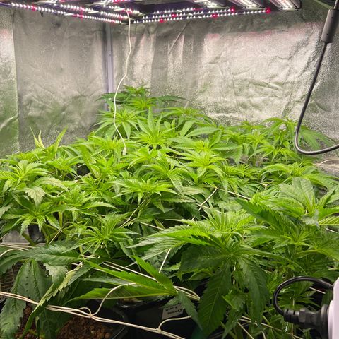 White domina  growlog timeline photo