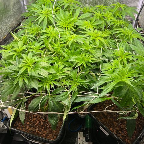 White domina  growlog timeline photo