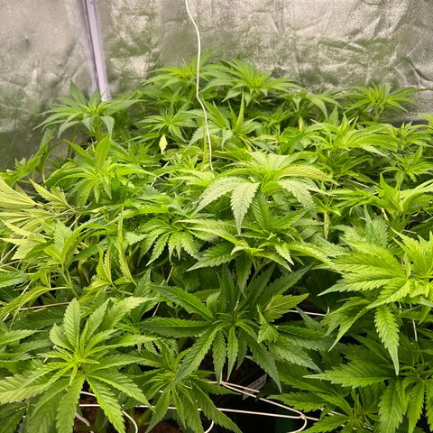 White domina  growlog timeline photo