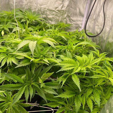 White domina  growlog timeline photo
