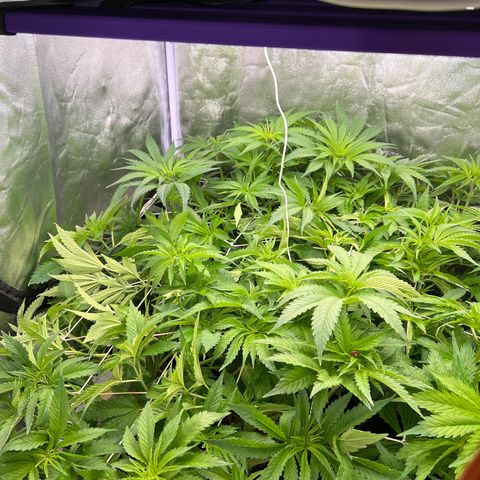 White domina  growlog timeline photo