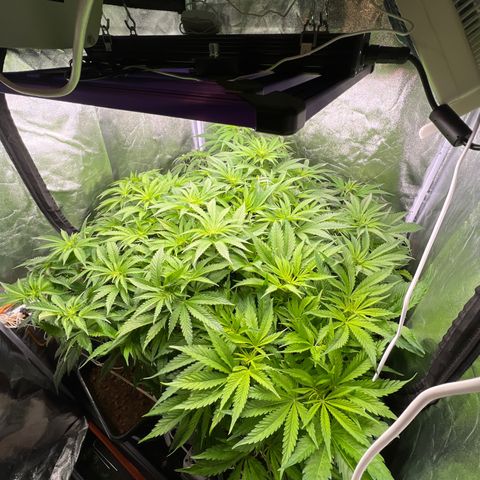 White domina  growlog timeline photo