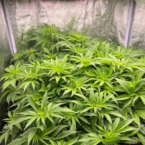 White domina  growlog timeline photo