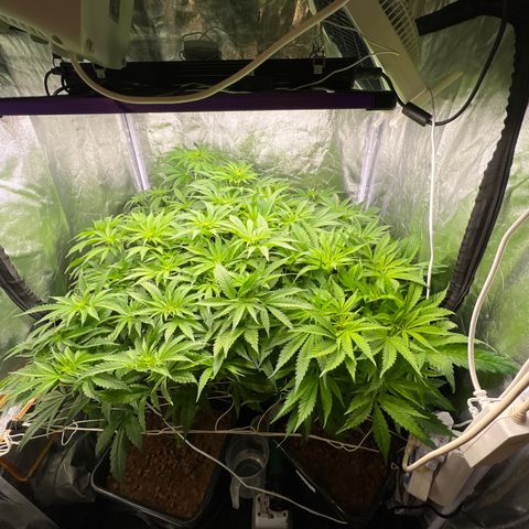 White domina  growlog timeline photo