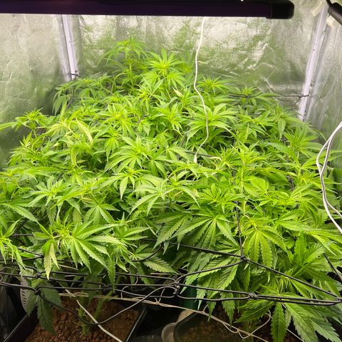 White domina  growlog timeline photo
