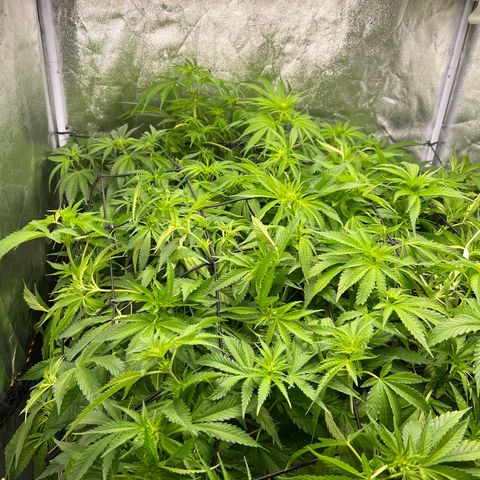 White domina  growlog timeline photo