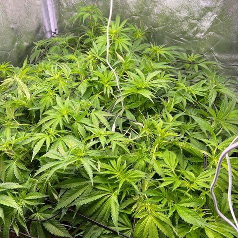 White domina  growlog timeline photo