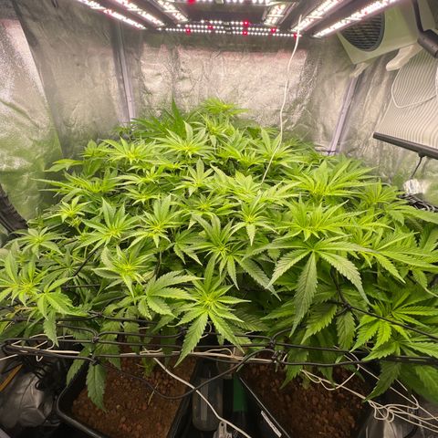 White domina  growlog timeline photo