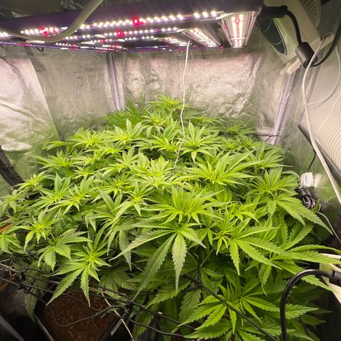 White domina  growlog timeline photo