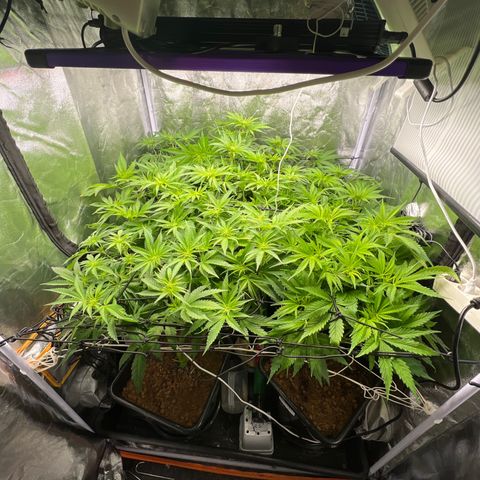 White domina  growlog timeline photo