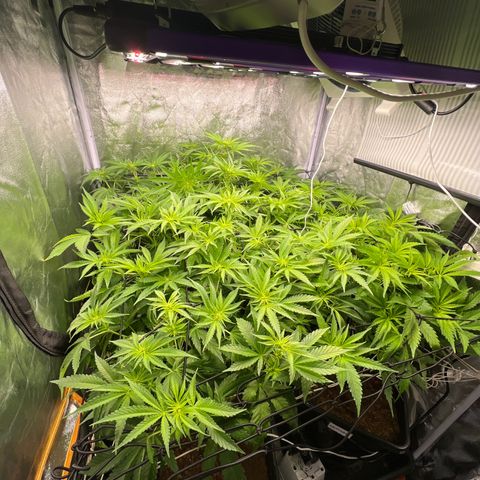 White domina  growlog timeline photo