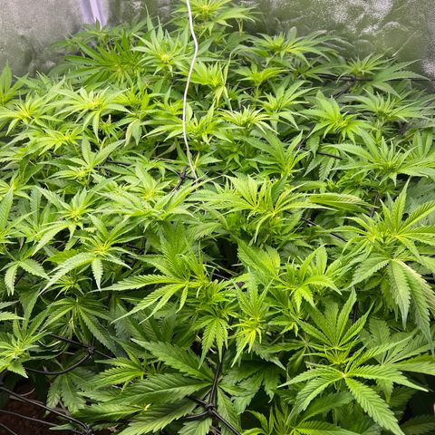 White domina  growlog timeline photo