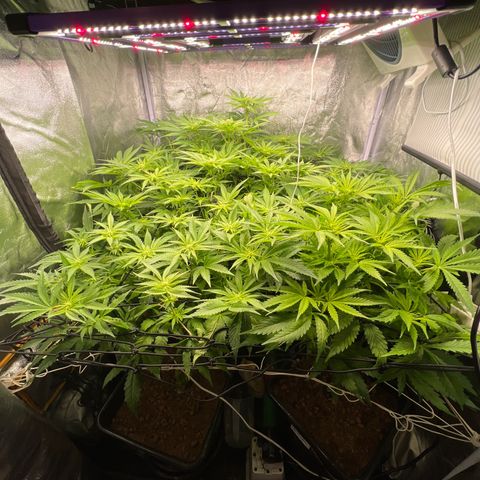 White domina  growlog timeline photo