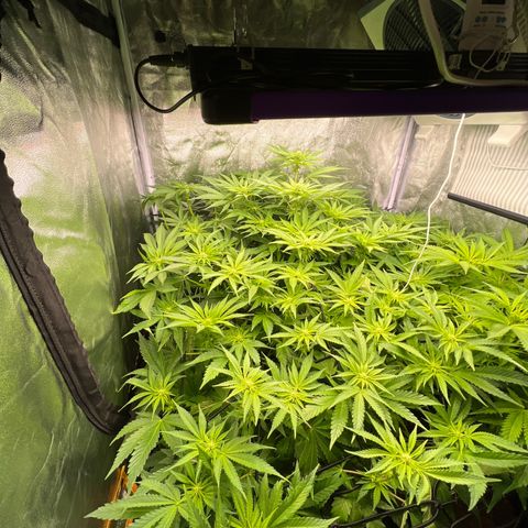 White domina  growlog timeline photo