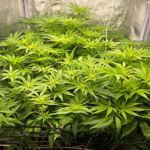 White domina  growlog timeline photo