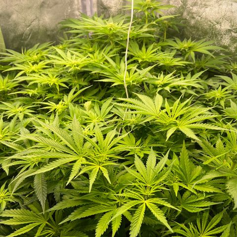 White domina  growlog timeline photo