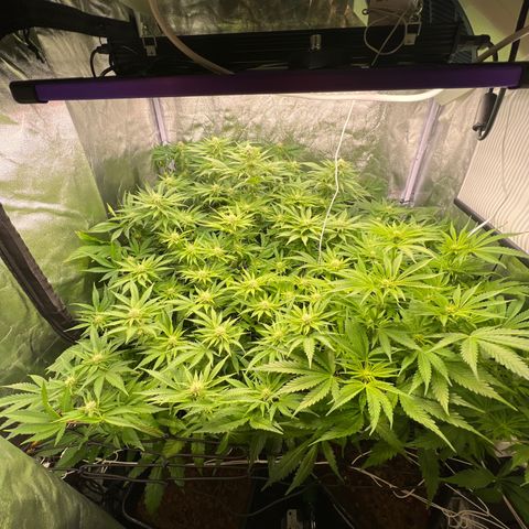 White domina  growlog timeline photo