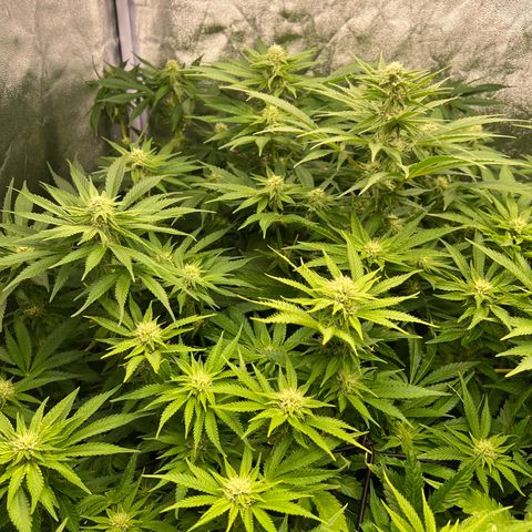 White domina  growlog timeline photo