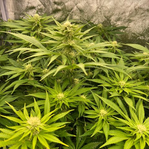 White domina  growlog timeline photo