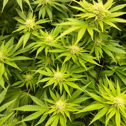 Tropimango  growlog timeline photo