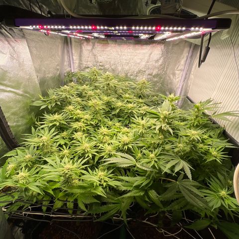 White domina  growlog timeline photo