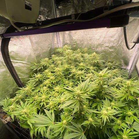 White domina  growlog timeline photo