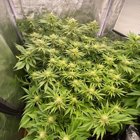 White domina  growlog timeline photo
