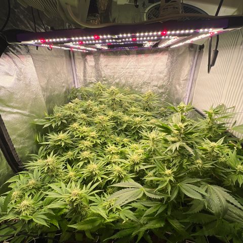 White domina  growlog timeline photo