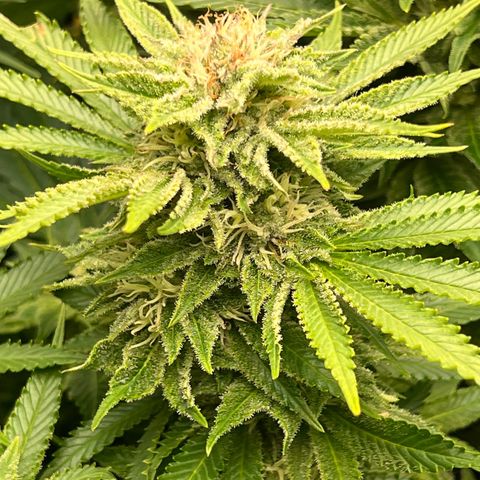 Tropimango  growlog timeline photo