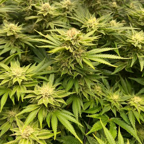 Tropimango  growlog timeline photo