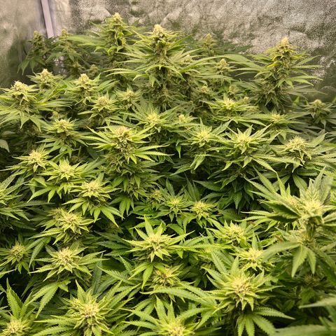 White domina  growlog timeline photo