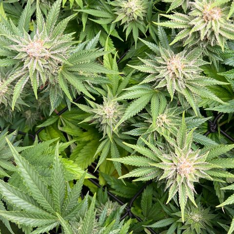 Tropimango  growlog timeline photo