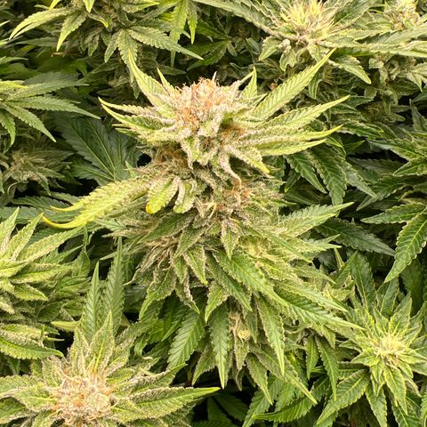 Tropimango  growlog timeline photo