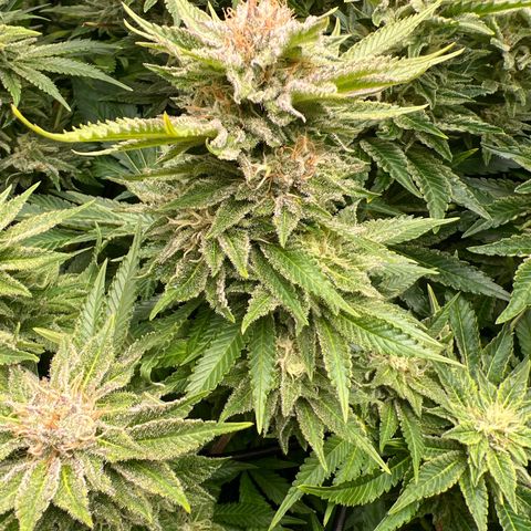 Tropimango  growlog timeline photo