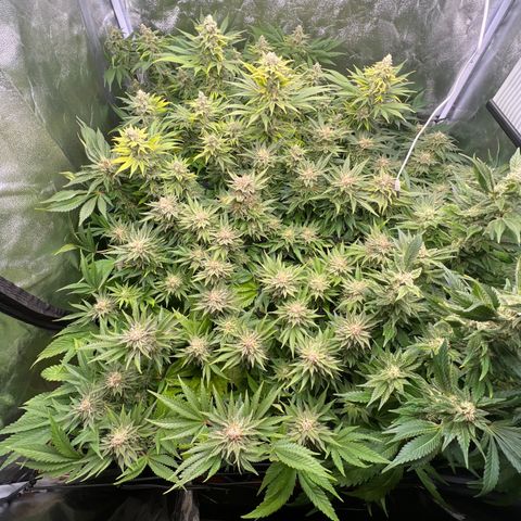 White domina  growlog timeline photo
