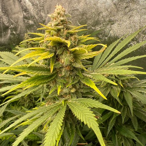 White domina  growlog timeline photo