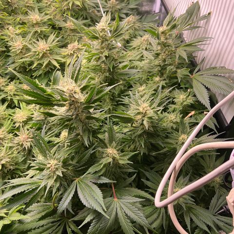 White domina  growlog timeline photo