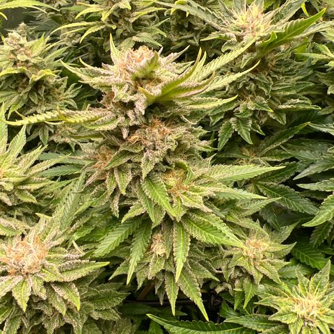 White domina  growlog timeline photo